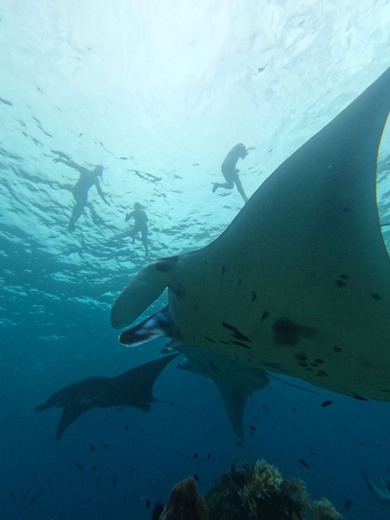 Manta Rays at Manta Point, Labuan Bajo - KomodoBoat.com
