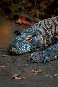 _DSF4653-copy Komodo Dragon Close Up