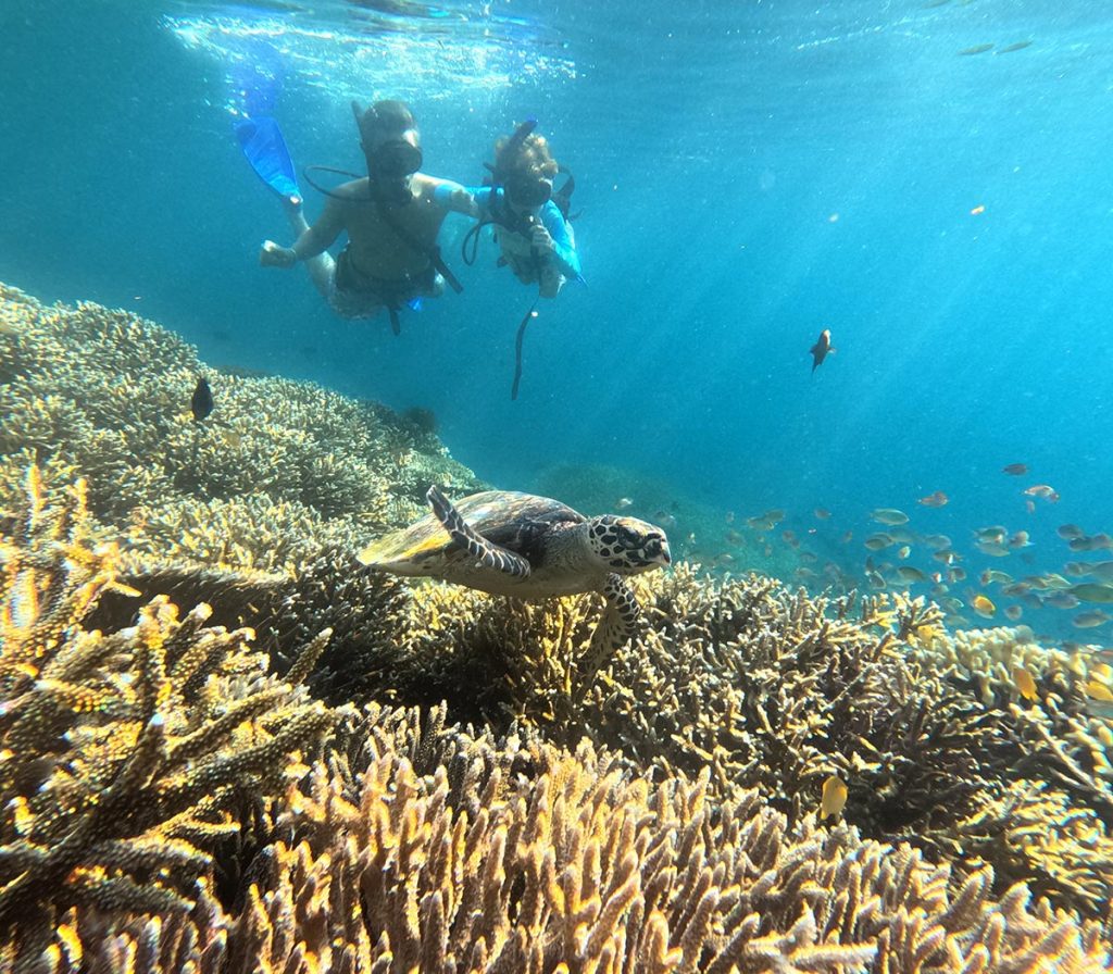 Turtle Diving in Komodo National Park