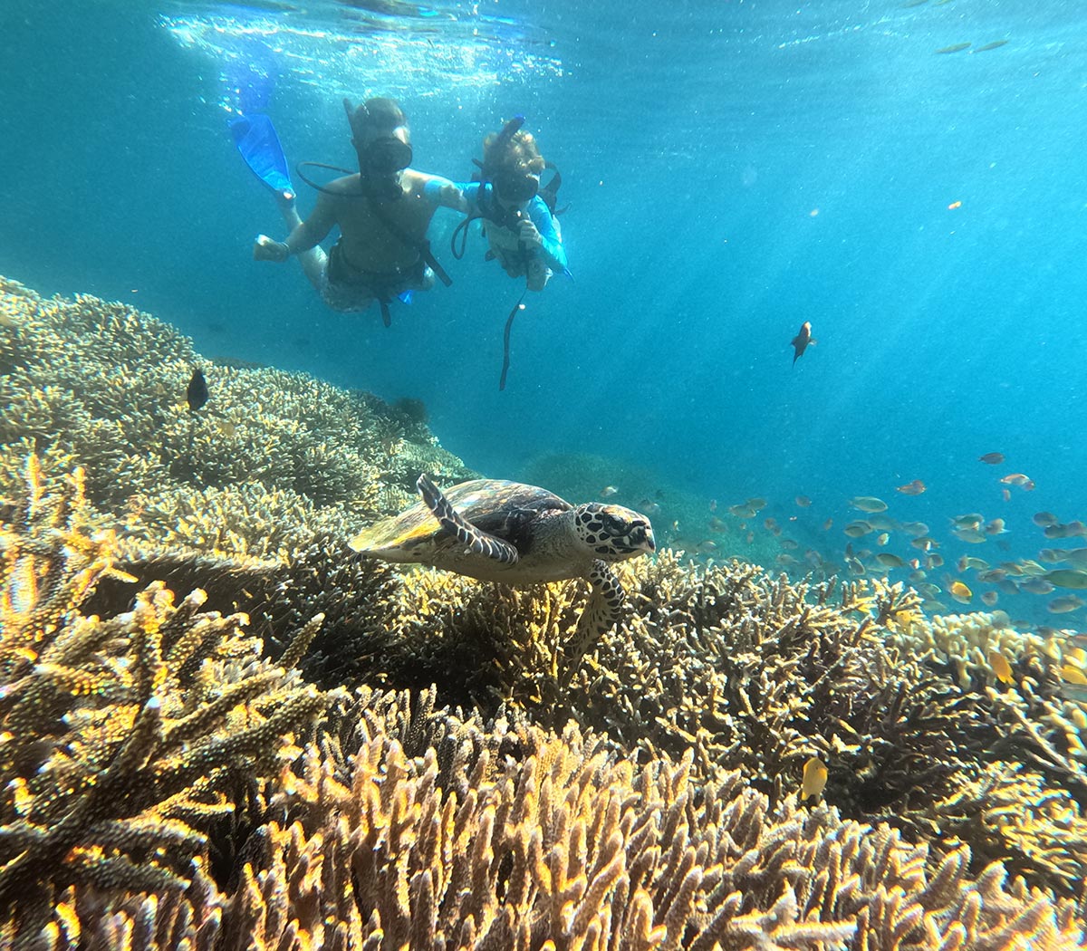 Turtle Diving in Komodo National Park