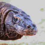 Close-up portrait of a Komodo dragon's face, eyes, nostrils, and forked tongue.