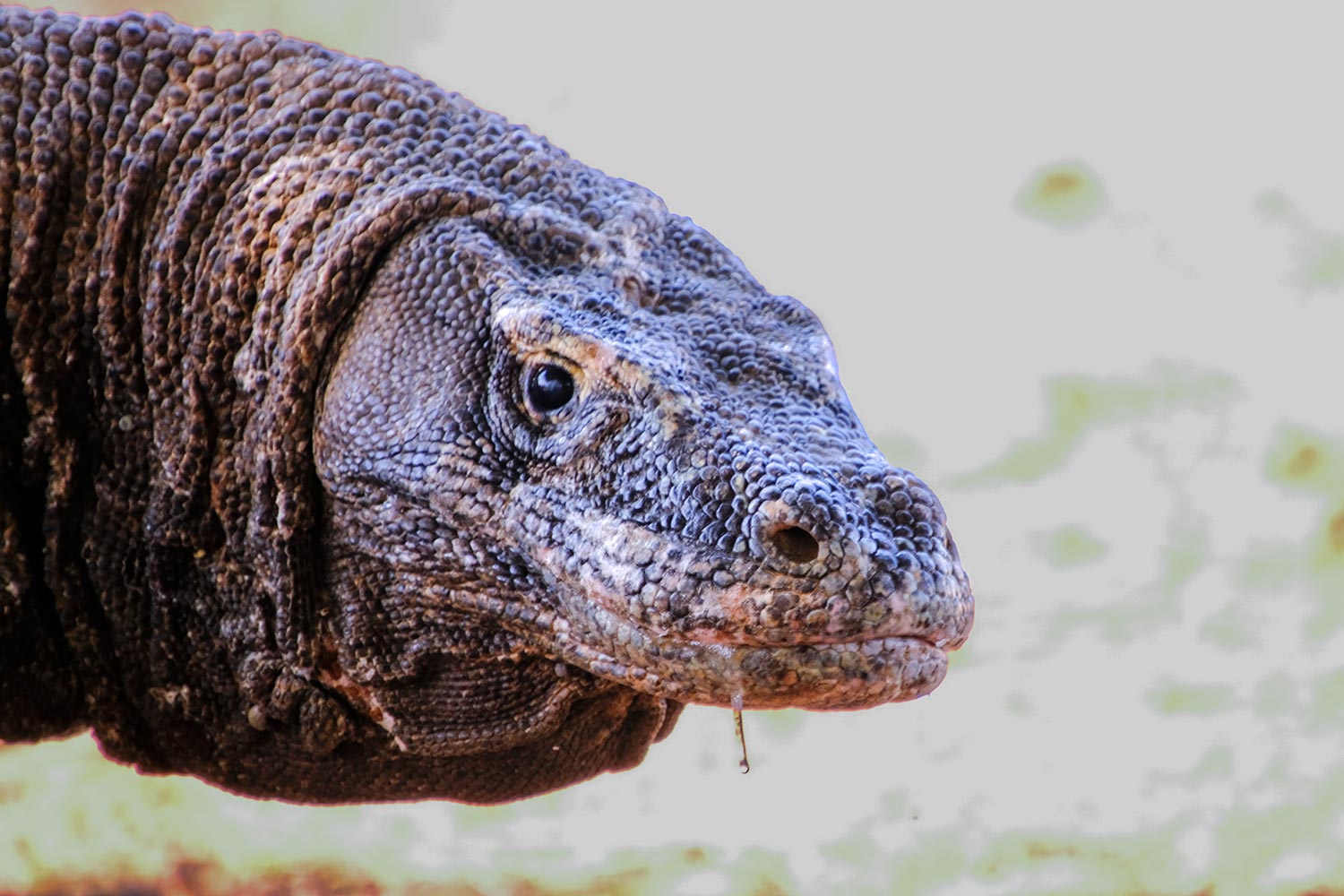 Close-up portrait of a Komodo dragon's face, eyes, nostrils, and forked tongue.