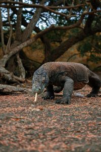 P8292410-copy Komodo Dragon natural habitat