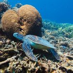 Siaba Island snorkeling