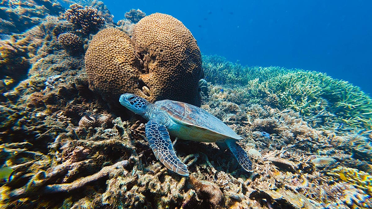 Siaba Island snorkeling