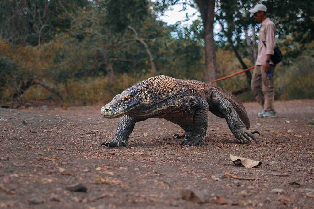omodo dragon in its natural habitat in Indonesia